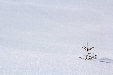 美丽的圣诞节冬季景观。 小青嫩的杉树云杉独自生长在深雪的山坡上，寒冷的阳光，霜冻的日子，清澈明亮的白色复制空间背景。