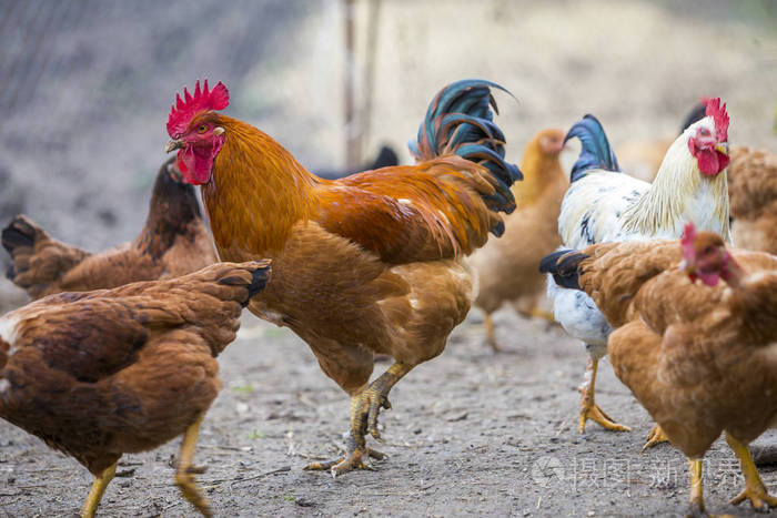 鸡养殖健康肉蛋生产理念.