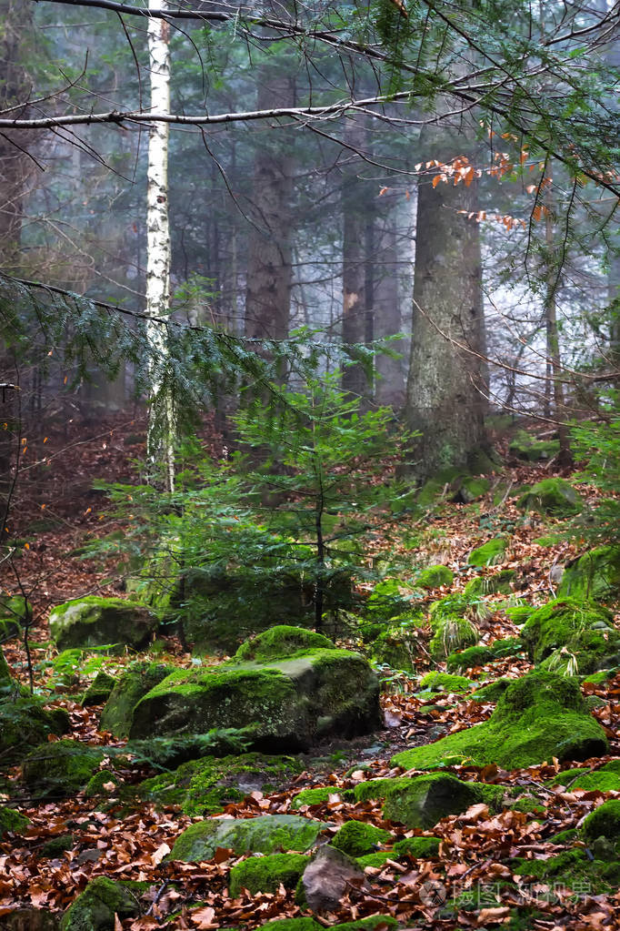 雾中美丽的针叶林自然背景森林景观