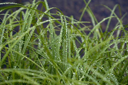 钻石夏天和温暖的雨