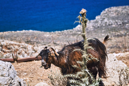 在希腊的克里特岛上吃一只刺蓟羊