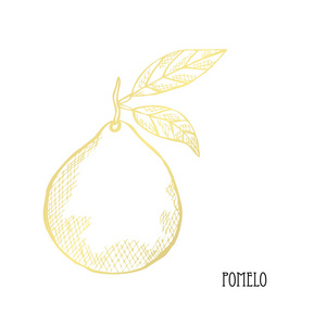 手绘金色柚子设计元素.