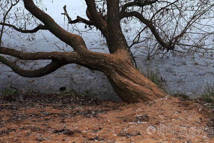 冬季景观冰冻河畔的一棵老树