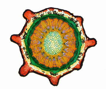 黄连显微镜图图片