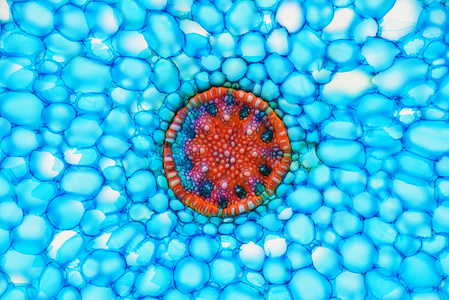 蝴蝶标本琉璃苣花上的蝴蝶标本蝴蝶标本白色昆虫标本蝴蝶翼纹理蝴蝶.