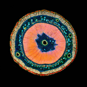 植物银杏的横截面. 组织学标本.照片