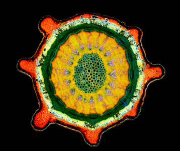 植物黄连的横截面. 组织学标本.照片
