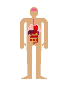 内器官像素艺术套装..人体解剖8位。心脏和大脑。肝脏和胃。食管和胰腺。肾脏和脾脏。肺。人体和器官的系统。医疗系统像素解剖16位。
