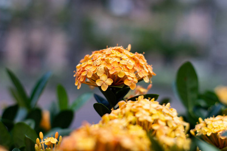 黄花。弗洛雷斯阿马雷拉斯。