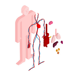 人体解剖身体等距。内脏3D。身体的器官系统。心脏和肾脏。大脑和胃。血管