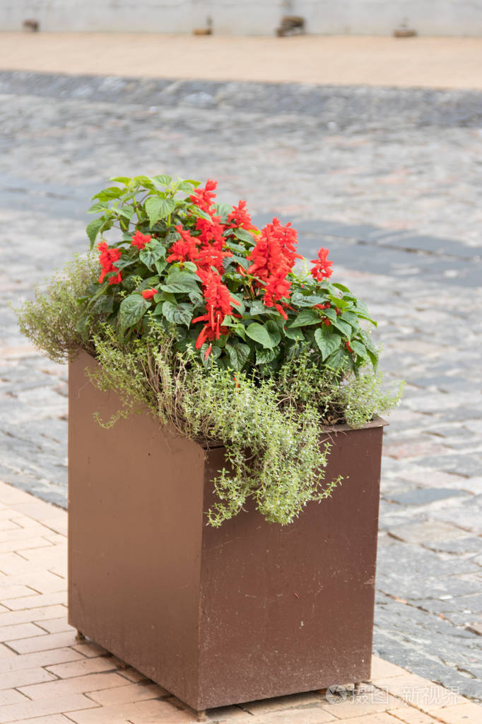 大花盆有盛开的红色沙薇街道装饰城市景观设计