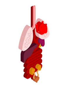 内部器官等距。人体3D解剖学..心脏和大脑。肝脏和胃。食管和胰腺。肾脏和脾脏。肺。人体和器官的系统。医疗系统