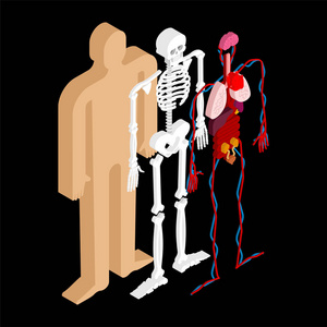 人体解剖身体等距。内脏3D。身体的器官系统。心脏和肾脏。大脑和胃。血管