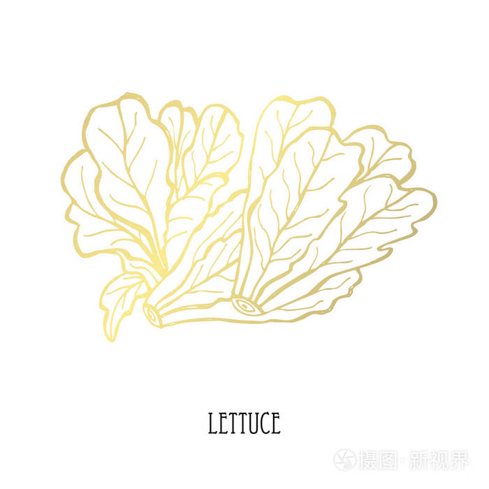 插画 手绘金生菜,设计元素.