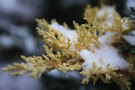 冬天森林下雪的自然