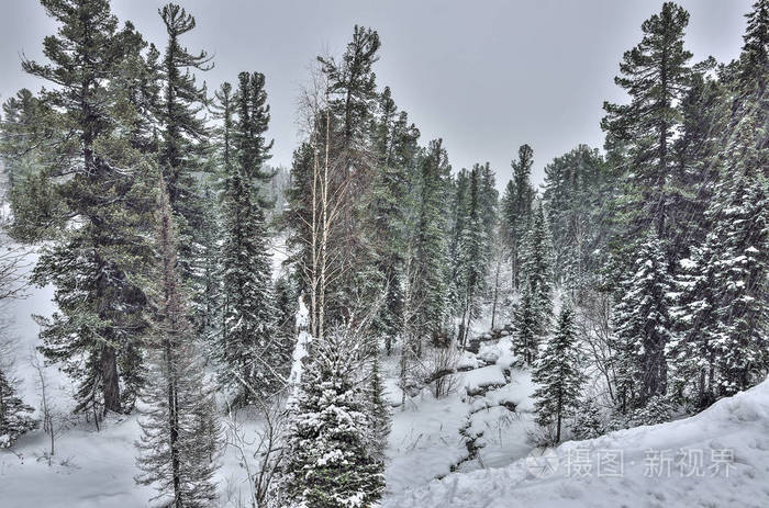 冬天的高山针叶林下着大雪，一条小溪在雪堆和白雪覆盖的杉树之间流动。冬日自然的童话灰色天空的美丽雪景