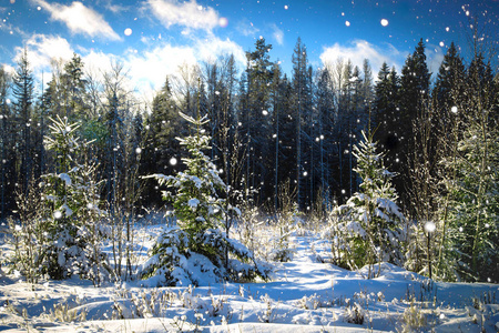 徒步旅行和步行小径马德拉岛-最东部的点,称为圣洛伦科秋天森林里的