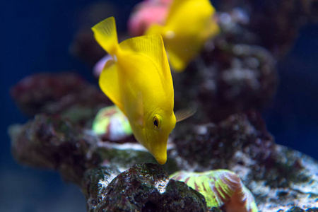 水族馆中带珊瑚礁的黄塘