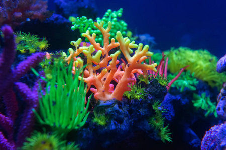 水下世界鱼水族馆的霓虹灯图片