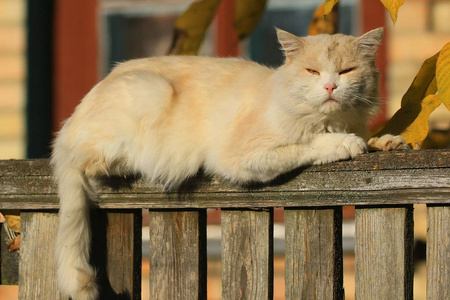 在荷兰的邻里在木栅栏的顶部,躺着一只可爱的米色猫,在一座村庄的背景