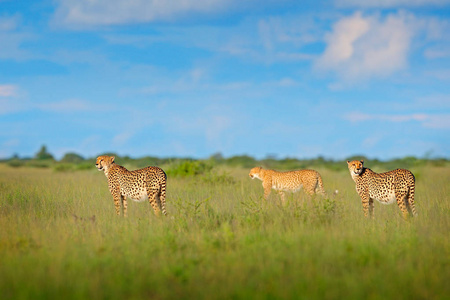猎豹家族在草蓝色的天空中乌云密布。 自然界栖息地的斑点野生猫。 猎豹走野猫。 美丽的猫在奥卡万戈三角洲莫雷米博茨瓦纳非洲。 三只