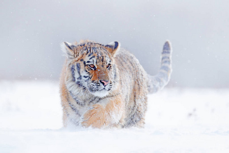 与危险动物一起行动野生动物场景. 俄罗斯泰加寒冷的冬天. 照片
