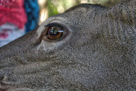 白色尾鹿墨西哥拉文塔尼拉海滩图片
