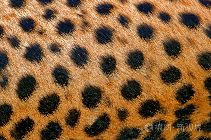 猎豹毛皮外套斑点细节乌奇尼克斯朱巴特斯细节特写野生猫的肖像