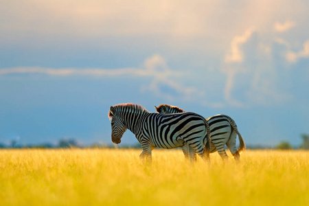 s zebra, Equus quagga burchellii, Nxai Pan National Park, Botswa