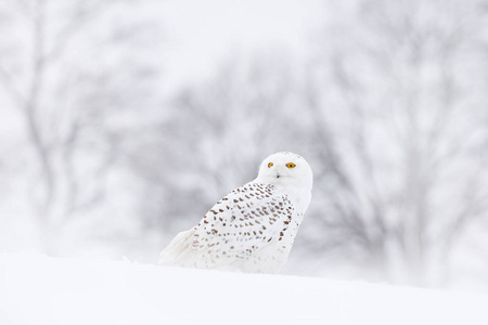 雪枭坐在雪地上的栖息地 寒冷的冬天 白鸟 来自加拿大马尼托巴自然的野生动物场景 猫头鹰在白色的草甸动物巴耶 照片 正版商用图片14so09 摄图新视界