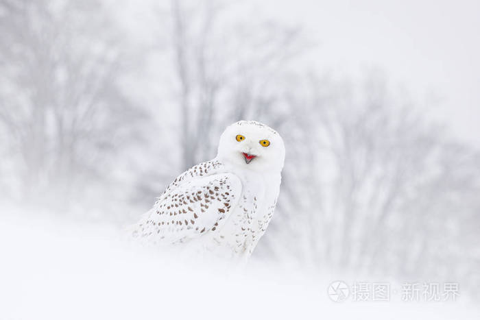 雪枭坐在雪地上的栖息地 寒冷的冬天 白鸟 来自加拿大马尼托巴自然的野生动物场景 猫头鹰在白色的草甸动物巴耶 照片 正版商用图片14so09 摄图新视界