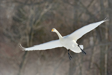 行动野生动物场景从冬天. 飞翔的白鸟张开白色的翅膀.照片