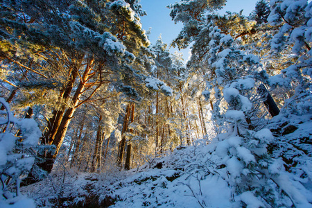 雪山上生长的针叶林。 冬树景观