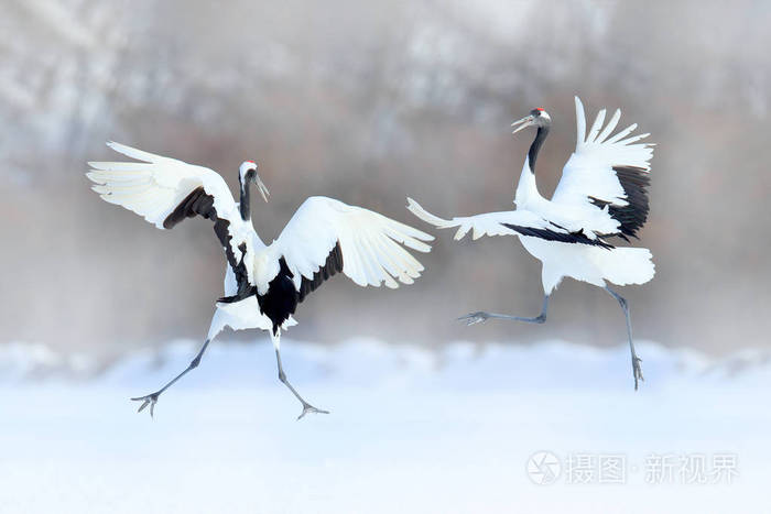 跳舞的一对红冠鹤张开翅膀冬天北海道日本 大自然中的雪舞 雪中美丽的大白鸟的求爱 动物爱交配行为鸟舞 照片 正版商用图片14sob0 摄图新视界