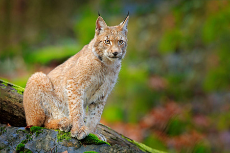 林克斯在森林里。 行走欧亚野生猫在绿色苔藓石绿树的背景。 野生猫在自然栖息地捷克欧洲。 来自自然的野生动物场景。 漂亮的皮毛动物