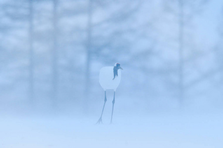 起重机冬天的场景有雪花。 来自雪天性的野生动物场景。 日本北海道雪域的两只丹顶鹤。 寒冷的一天在大自然沼泽白鸟的栖息地。