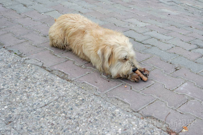 无家可归的狗正在一条无家可归的可爱的街道上散步可爱的流浪狗收容所