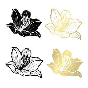 装饰百合花设计元素。 可用于卡片邀请横幅海报印刷设计。 金色花朵