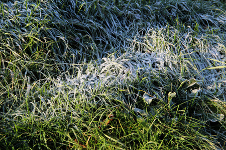德国埃姆斯兰地区冬季寒冷的一天，在一次横向观光旅游中拍摄的草地上的霜冻。
