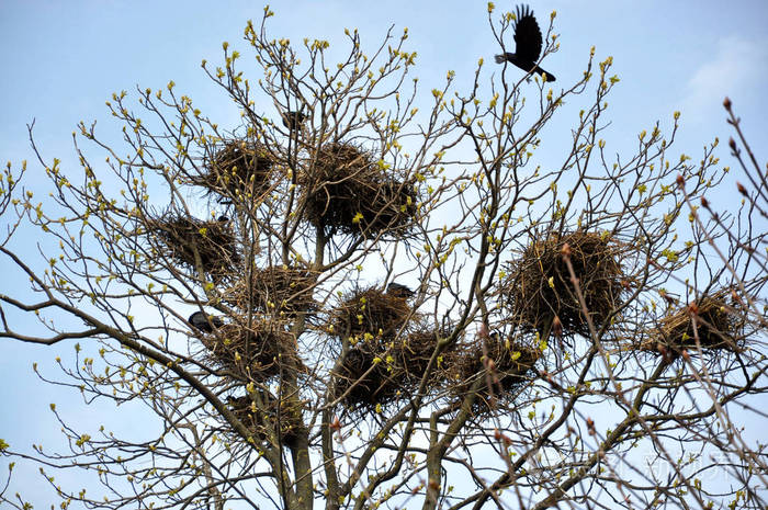 野鸦在高树上筑巢
