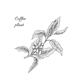 咖啡植物与种子。咖啡早午餐。向量