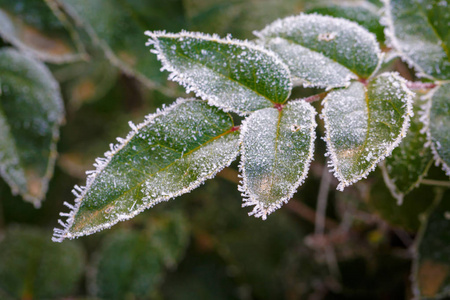 在霜冻的冬日，绿叶覆盖着霜冻和雪花
