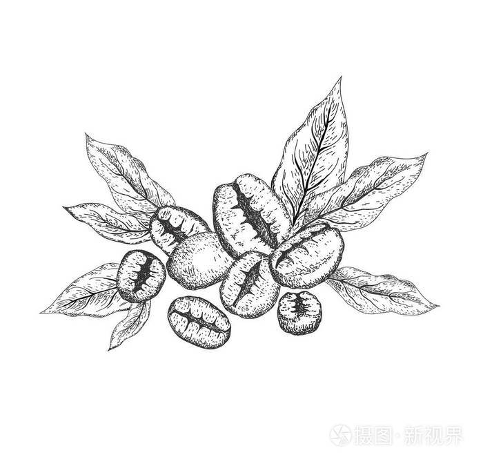 有叶子的咖啡豆素描风格