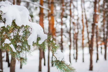 早上在森林里。 森林里覆盖着雪松。 森林的冬天全景。