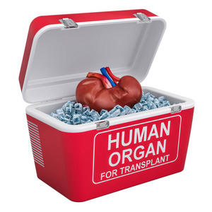 人体肾脏在便携式冰箱内运输供体器官，3D渲染分离在白色背景下