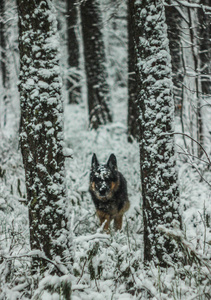 12月，一只狗在白雪皑皑的冬季森林里散步