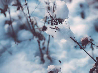 一棵树的片状, 雪中的叶子。城市街道上的雪。巴库里亚尼冬季的开始