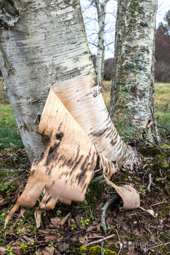 一片剥落的树皮从一棵白桦树附近的上部自由持有nj