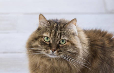 在牲畜低过敏性宠物中, 西伯利亚品种的好奇的长毛猫