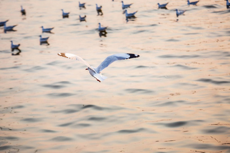 海鸥鸟从西伯利亚迁徙到曼谷，泰国的萨穆特拉汗在日落时由旅行者喂食。 飞越大海，在水面上吃饭。